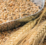 Экспорт агропромышленной продукции из Алтайского края может достигнуть 570 млн долларов - Газета Голос хлебороба